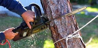 Best Tree Health Inspection  in Plainfield, NJ