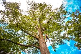 How Our Tree Care Process Works  in  Plainfield, NJ