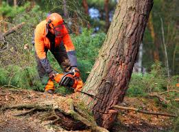 Best Commercial Tree Services  in Plainfield, NJ