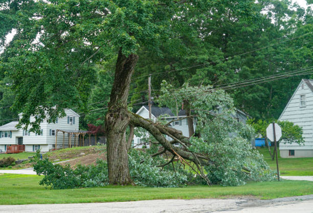 Best Tree Trimming and Pruning  in Plainfield, NJ