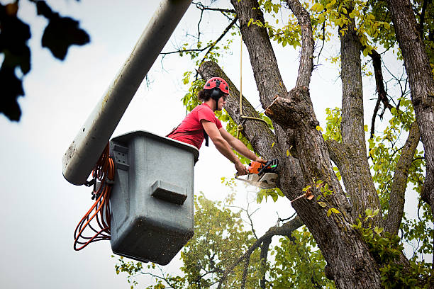  Plainfield, NJ Tree Services Pros