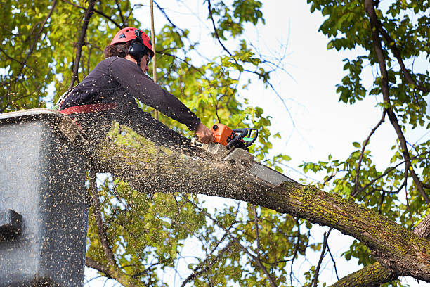 Best Hazardous Tree Removal  in Plainfield, NJ